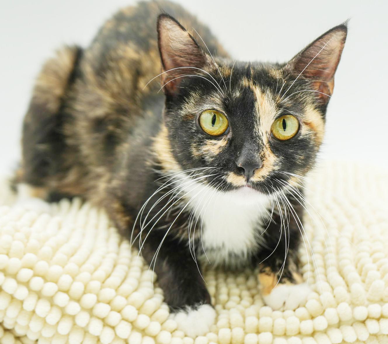 Poppy is petite and perfect! THERAPY CAT LOVER - LOVES DOGS TOO WOW! VIDEO!, an adoption pending mixed breed in Bedford Hills, NY image 2/4