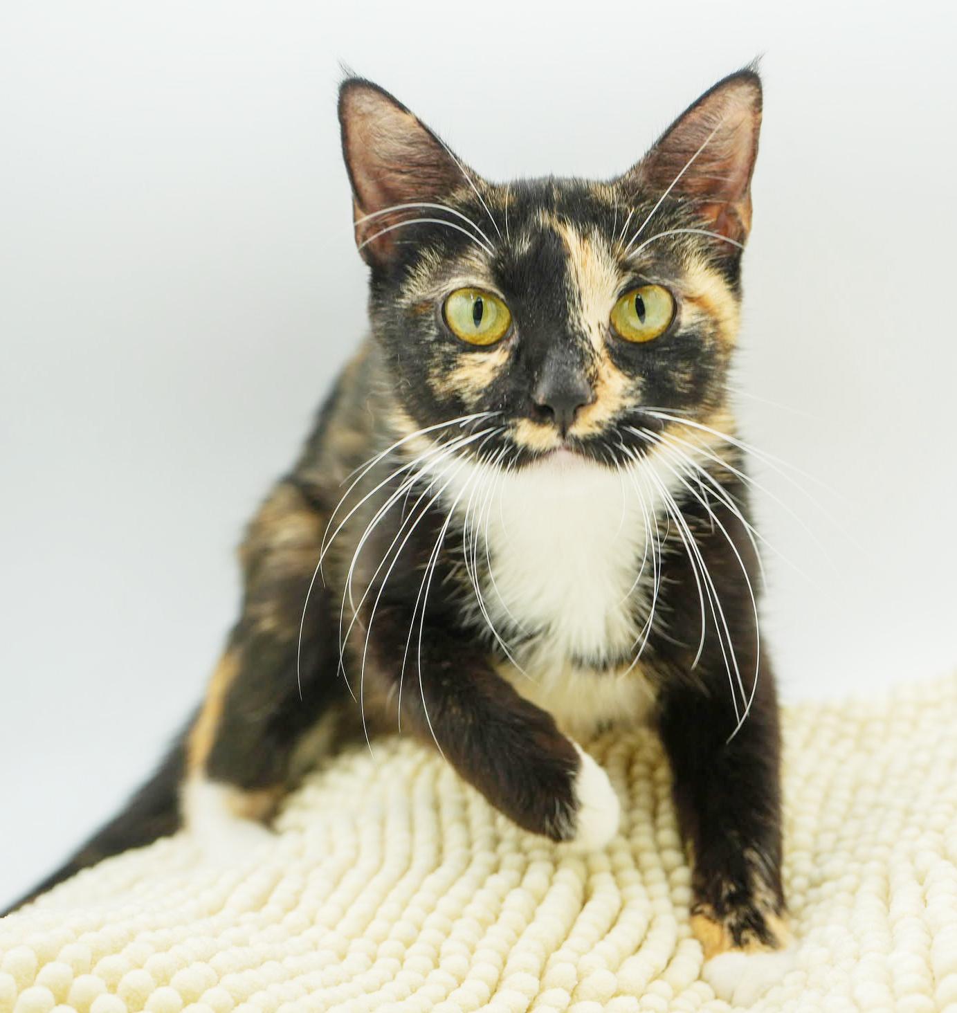 Poppy is petite and perfect! THERAPY CAT LOVER - LOVES DOGS TOO WOW! VIDEO!, an adoption pending mixed breed in Bedford Hills, NY image 3/4