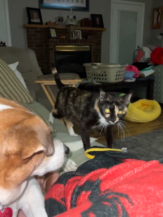 Enlarge Poppy is petite and perfect!  THERAPY CAT LOVER - LOVES DOGS TOO WOW!  VIDEO!, an adoption pending mixed breed in Bedford Hills, NY video 4/4