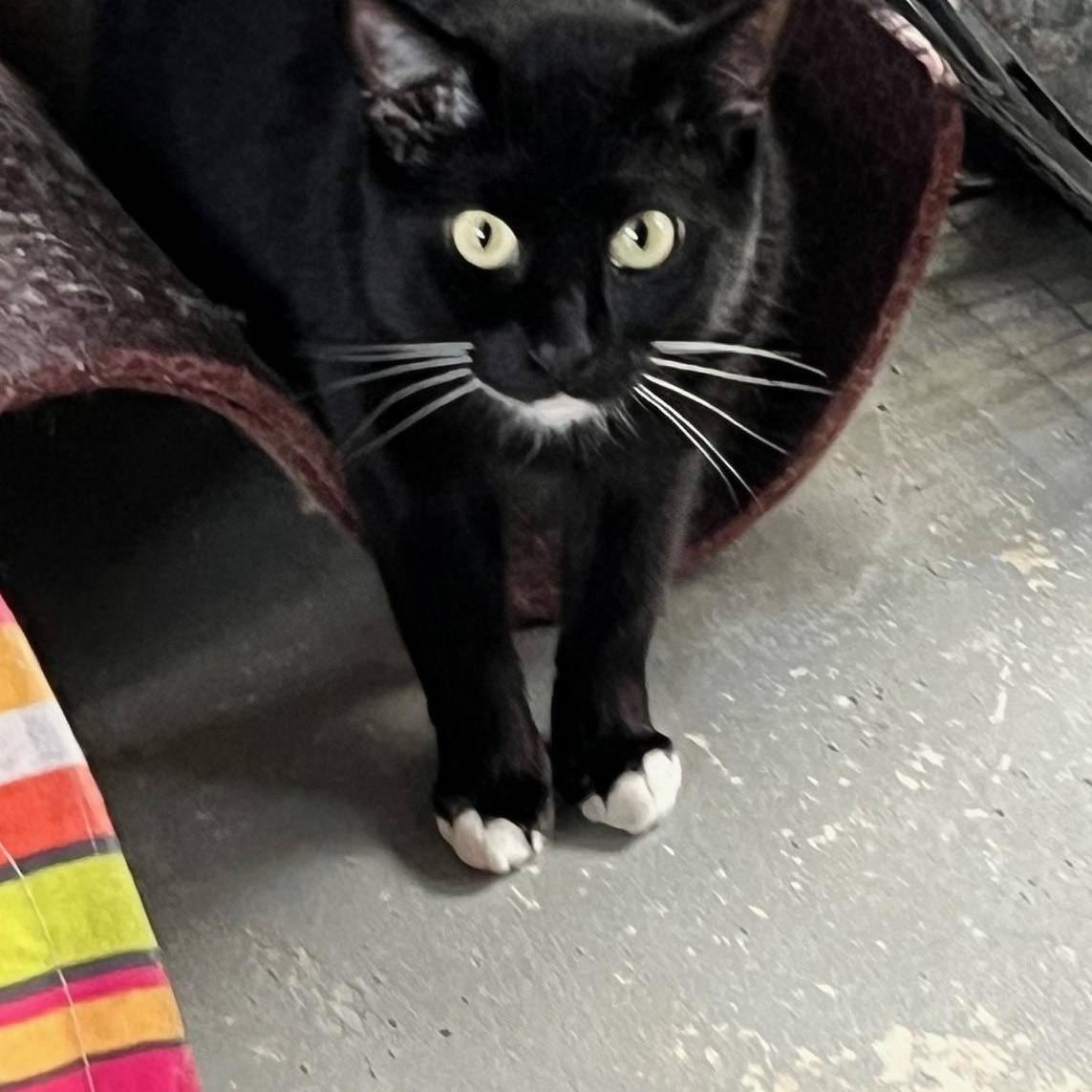 Enlarge Bandit, a Adoptable mixed breed in Sarasota, FL image 2/4
