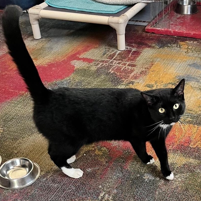 Enlarge Bandit, a Adoptable mixed breed in Sarasota, FL image 3/4