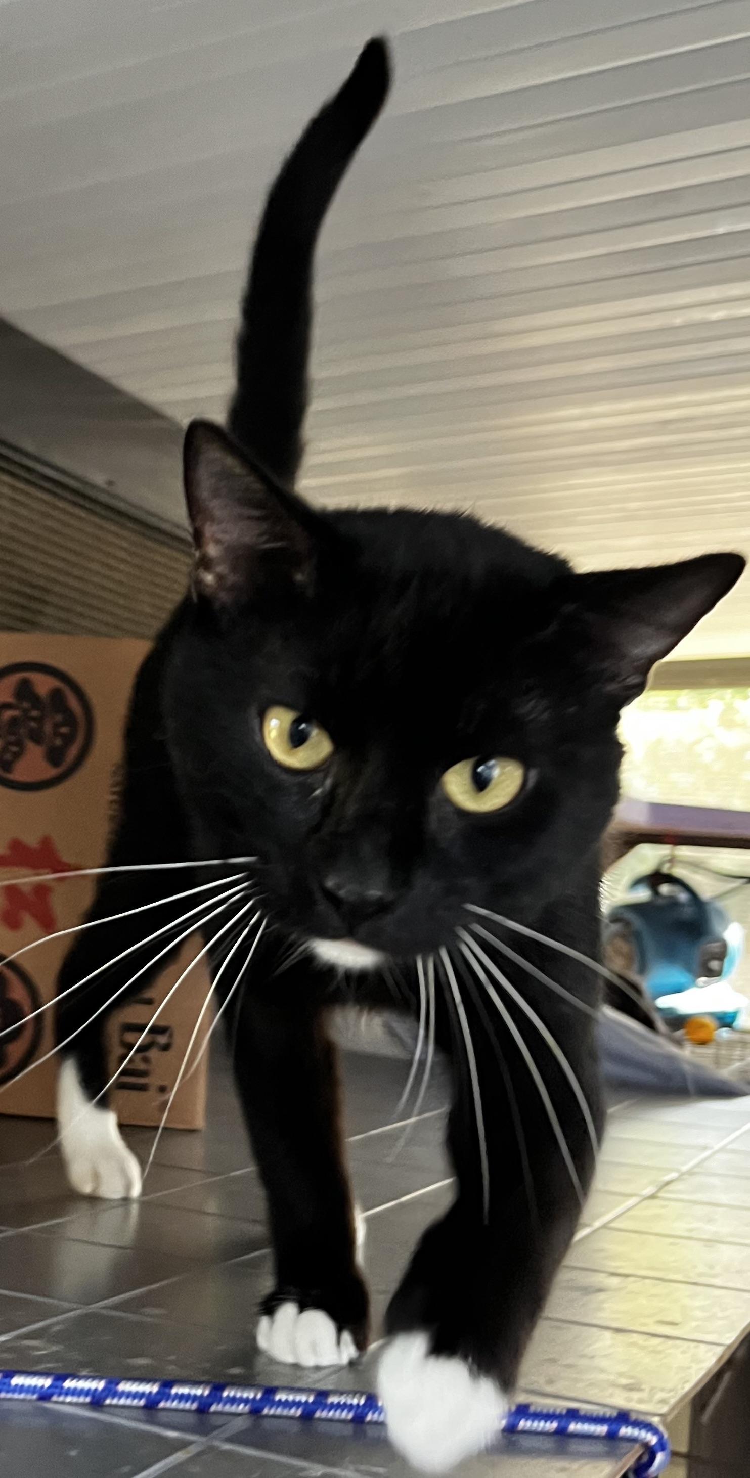 Bandit, Adoptable, Young Male Domestic Short Hair.