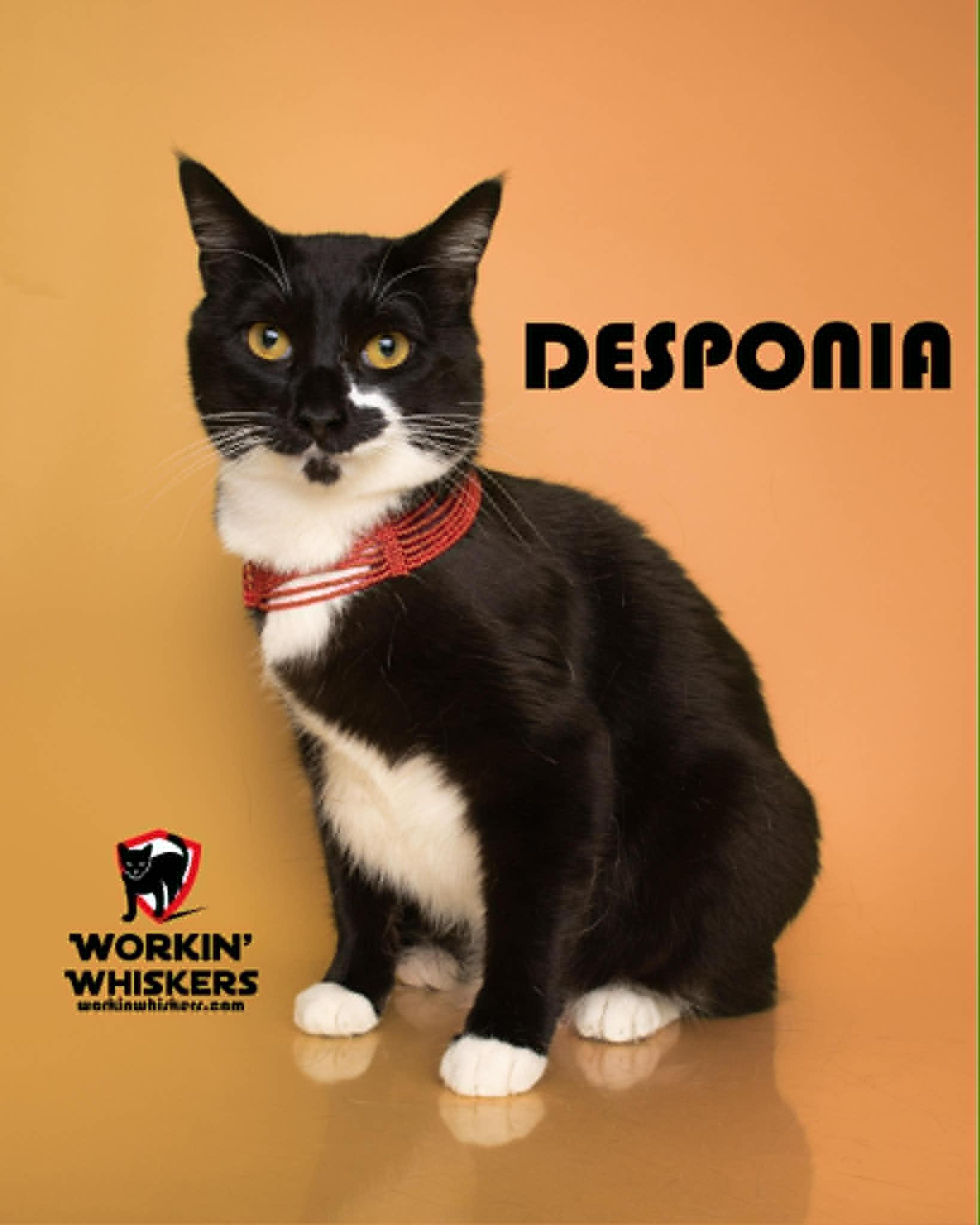 Enlarge DESPONIA, a Adoptable mixed breed in Murrieta, CA image 1/6