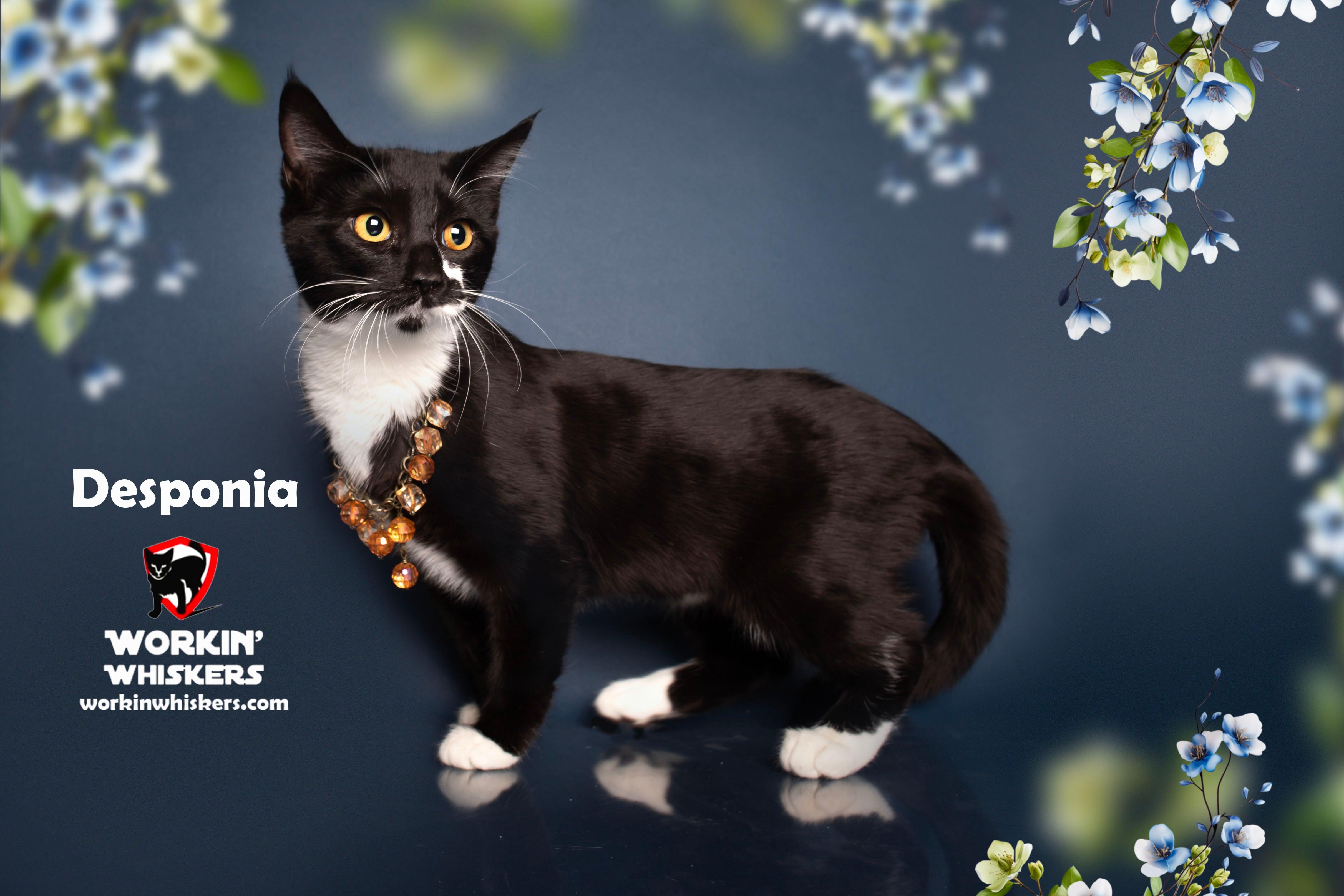 Enlarge DESPONIA, a Adoptable mixed breed in HEMET, CA image 3/6