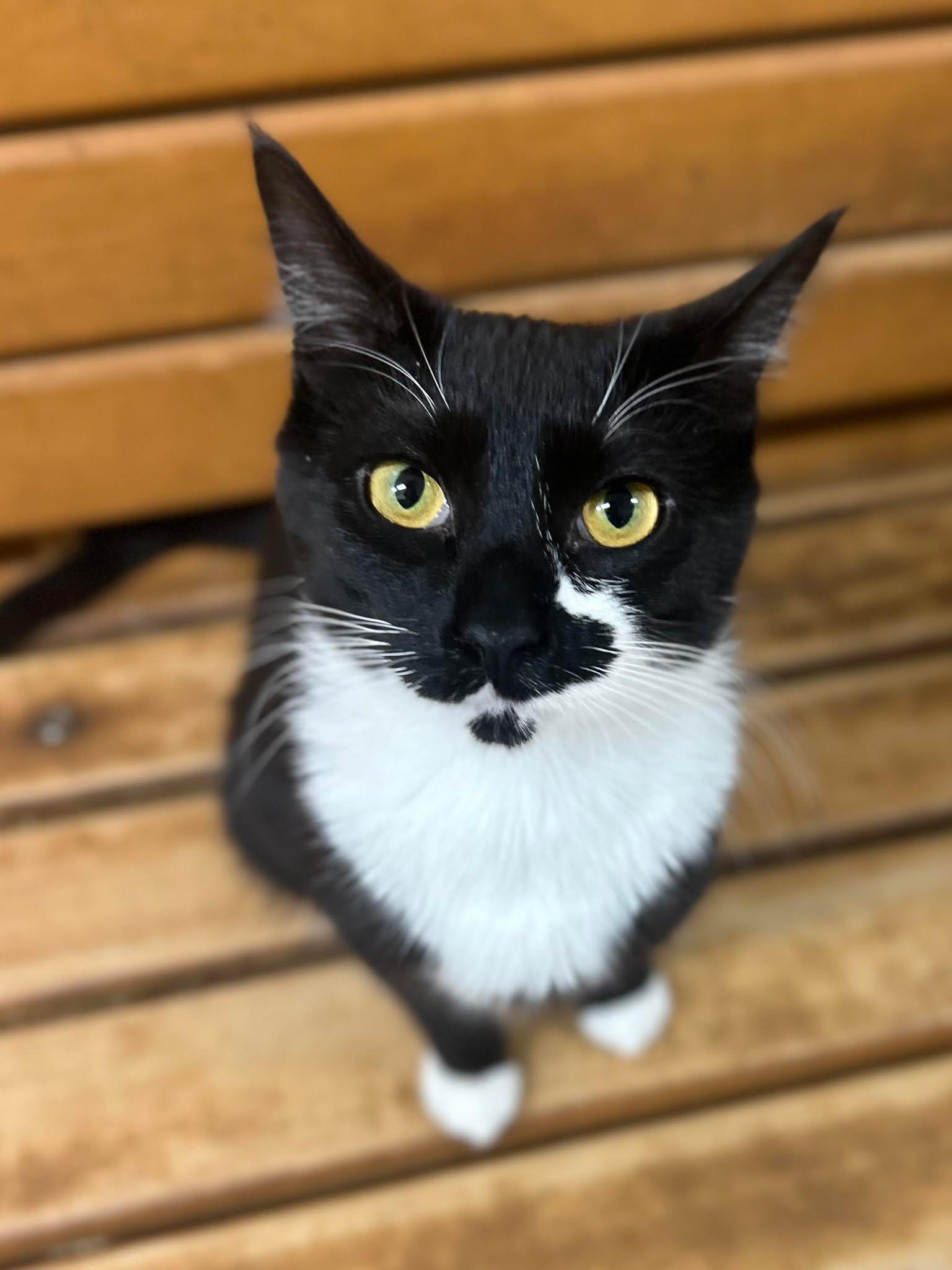 Enlarge DESPONIA, a Adoptable mixed breed in HEMET, CA image 4/6