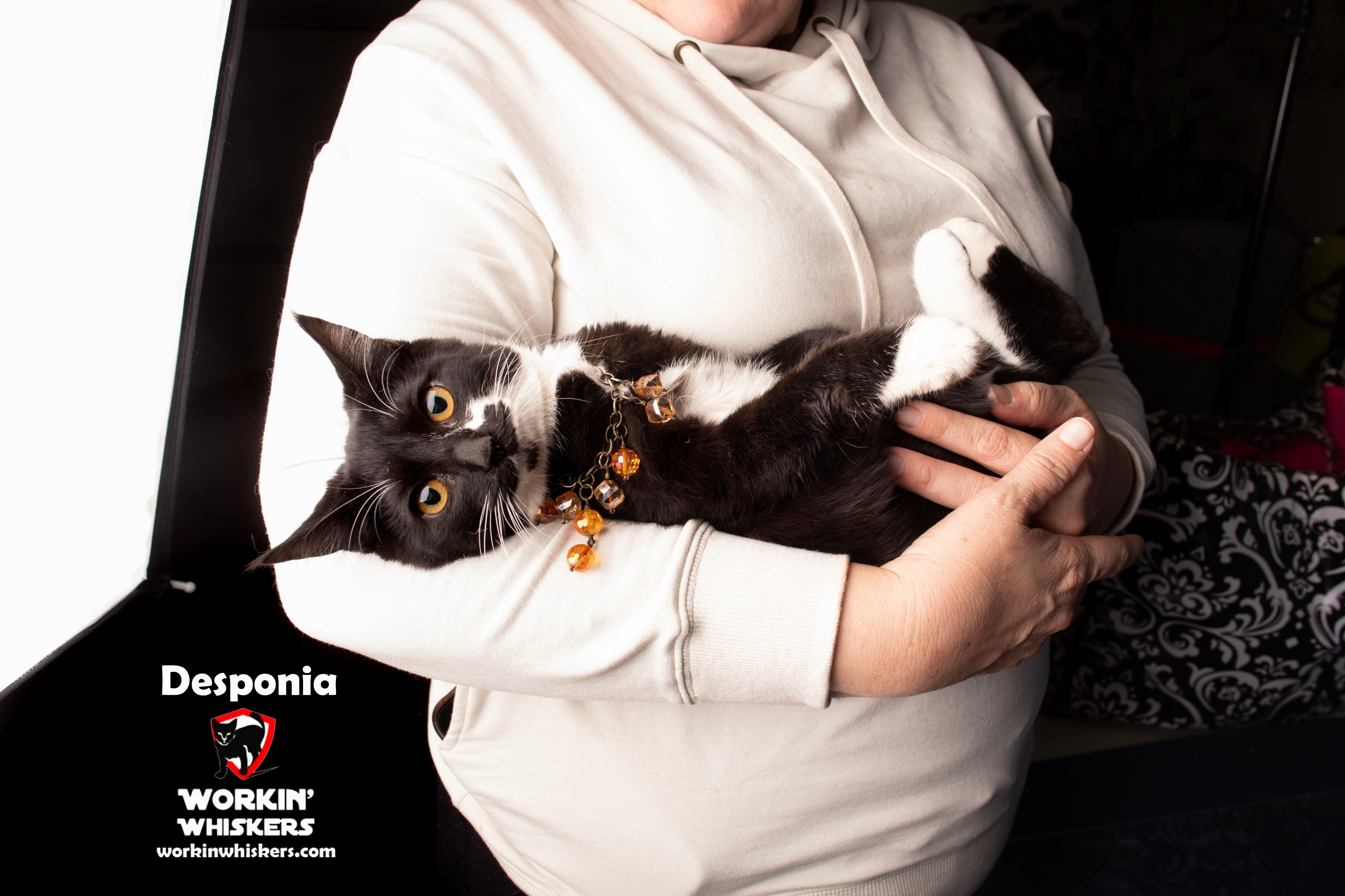 Enlarge DESPONIA, a Adoptable mixed breed in HEMET, CA image 5/6