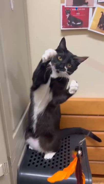 Enlarge DESPONIA, a Adoptable mixed breed in HEMET, CA video 6/6