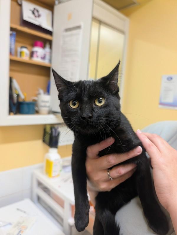 Temperance, Adoptable, Kitten Female Domestic Short Hair.