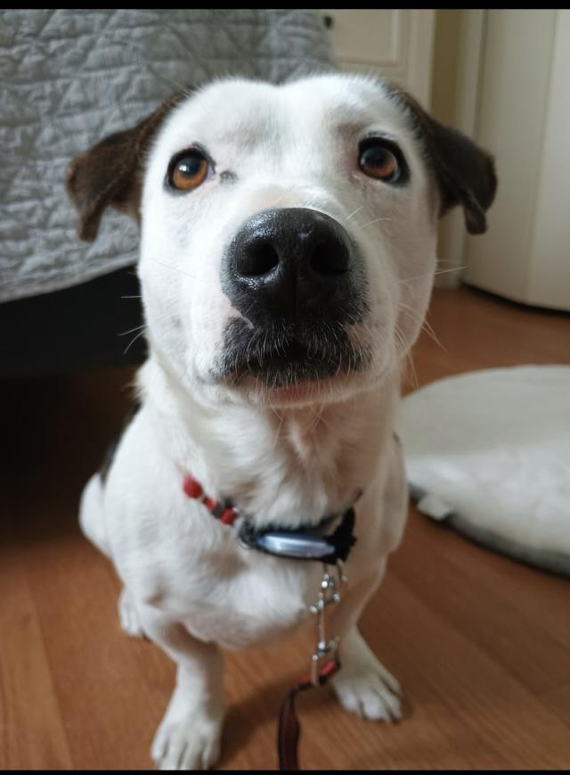 Enlarge PHIL, a Adoptable mixed breed in Santa Maria, CA image 1/1