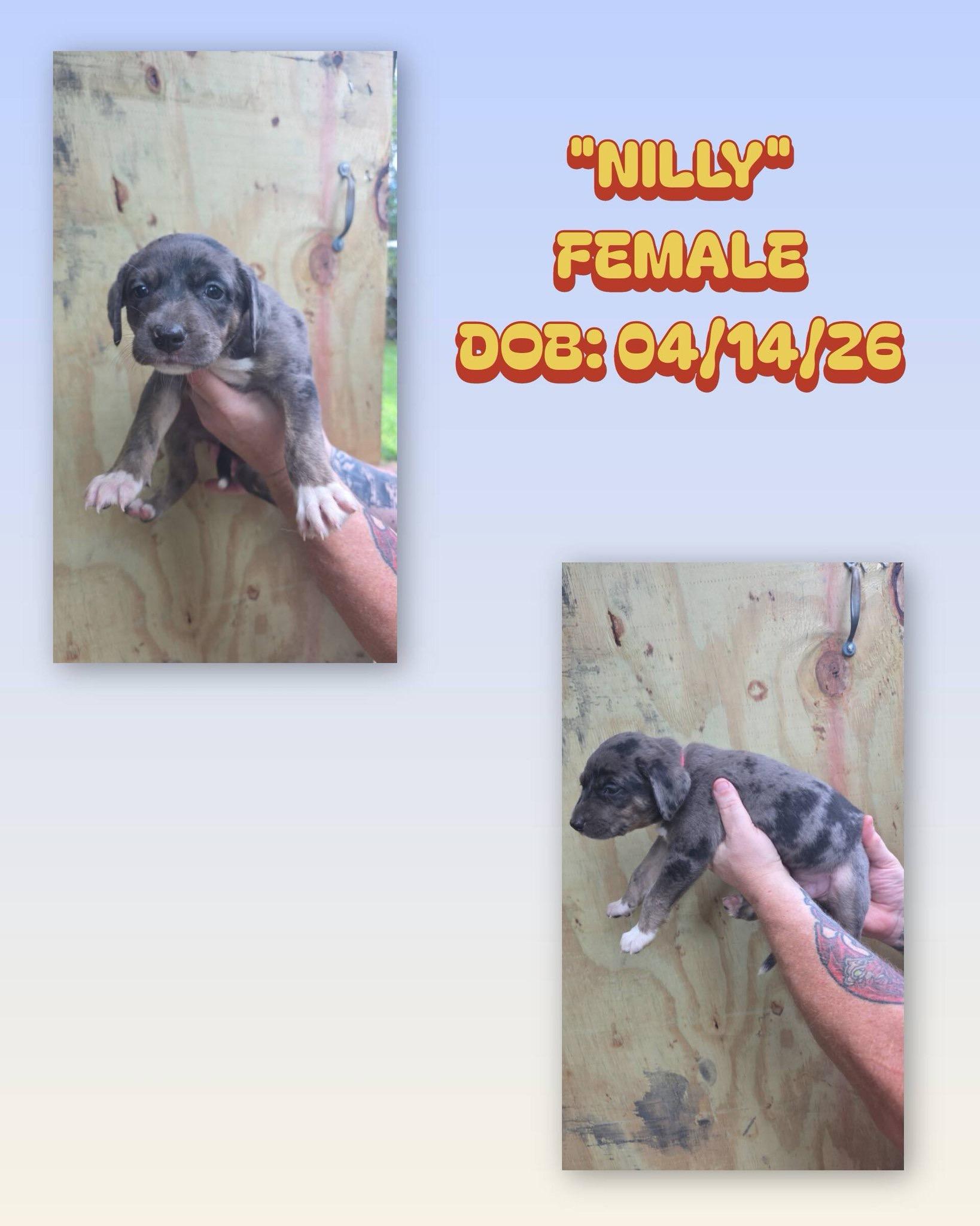 Nilly, a ADOPTABLE mixed breed in Baker, LA image 1/2