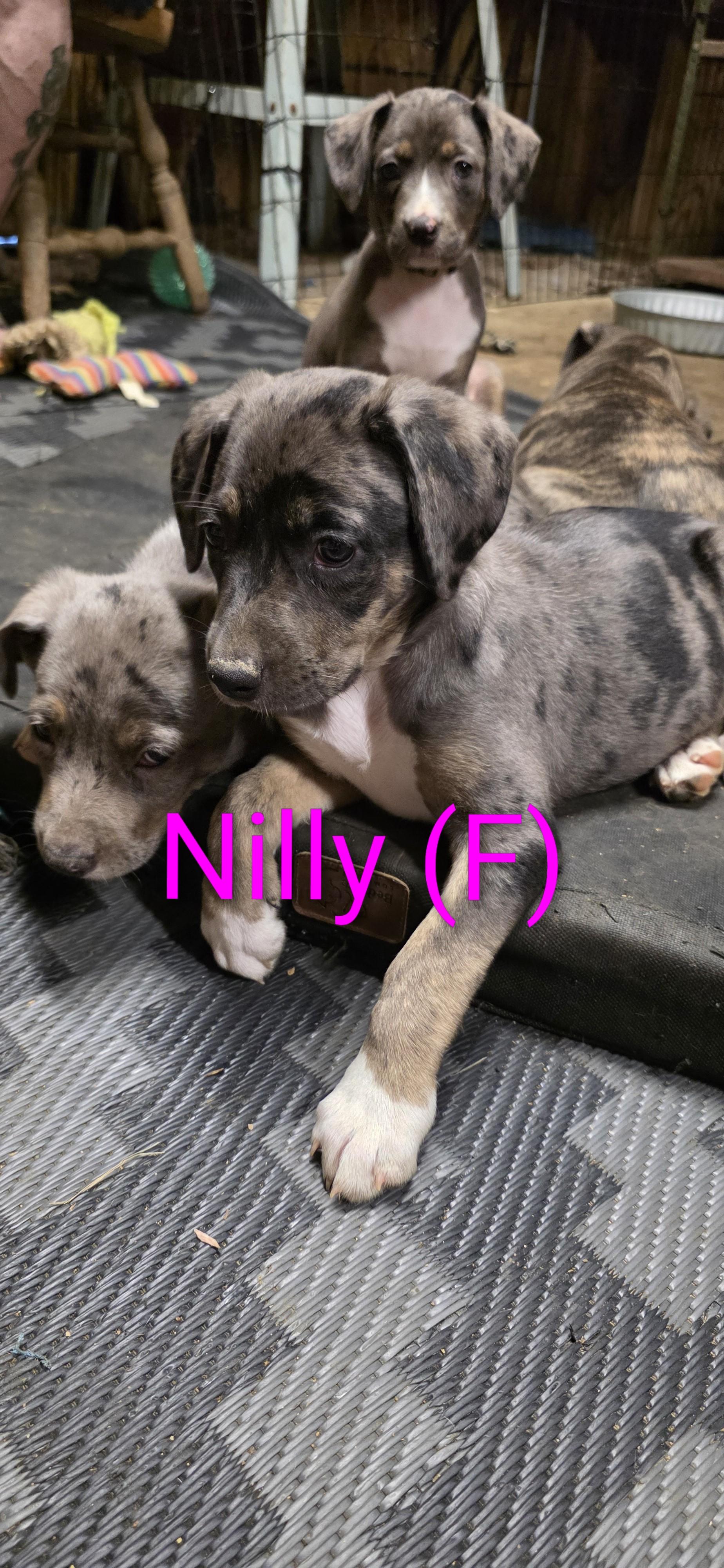 Nilly, an adoptable mixed breed in Baker, LA image 3/6