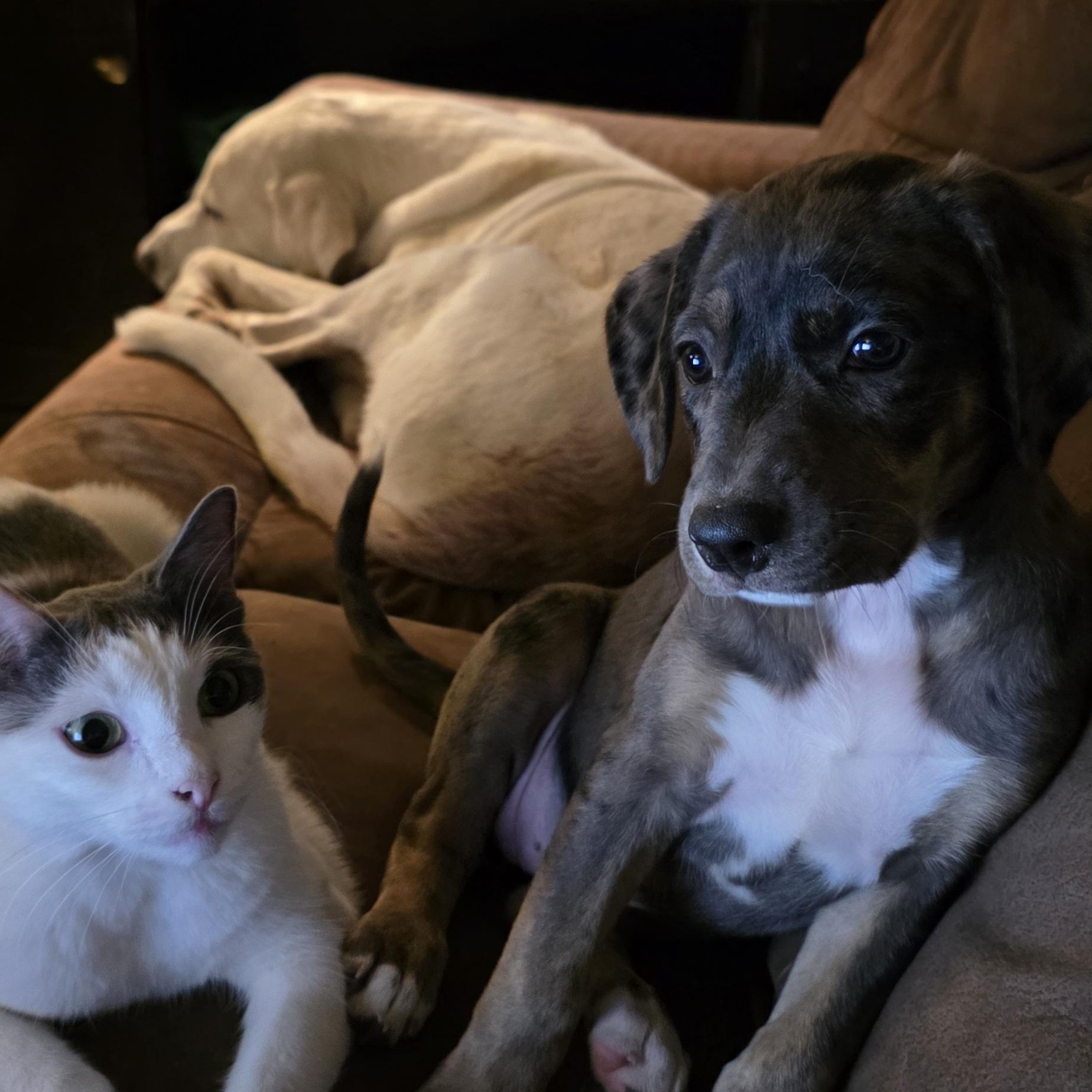 Nilly, an adoptable mixed breed in Baker, LA image 2/6