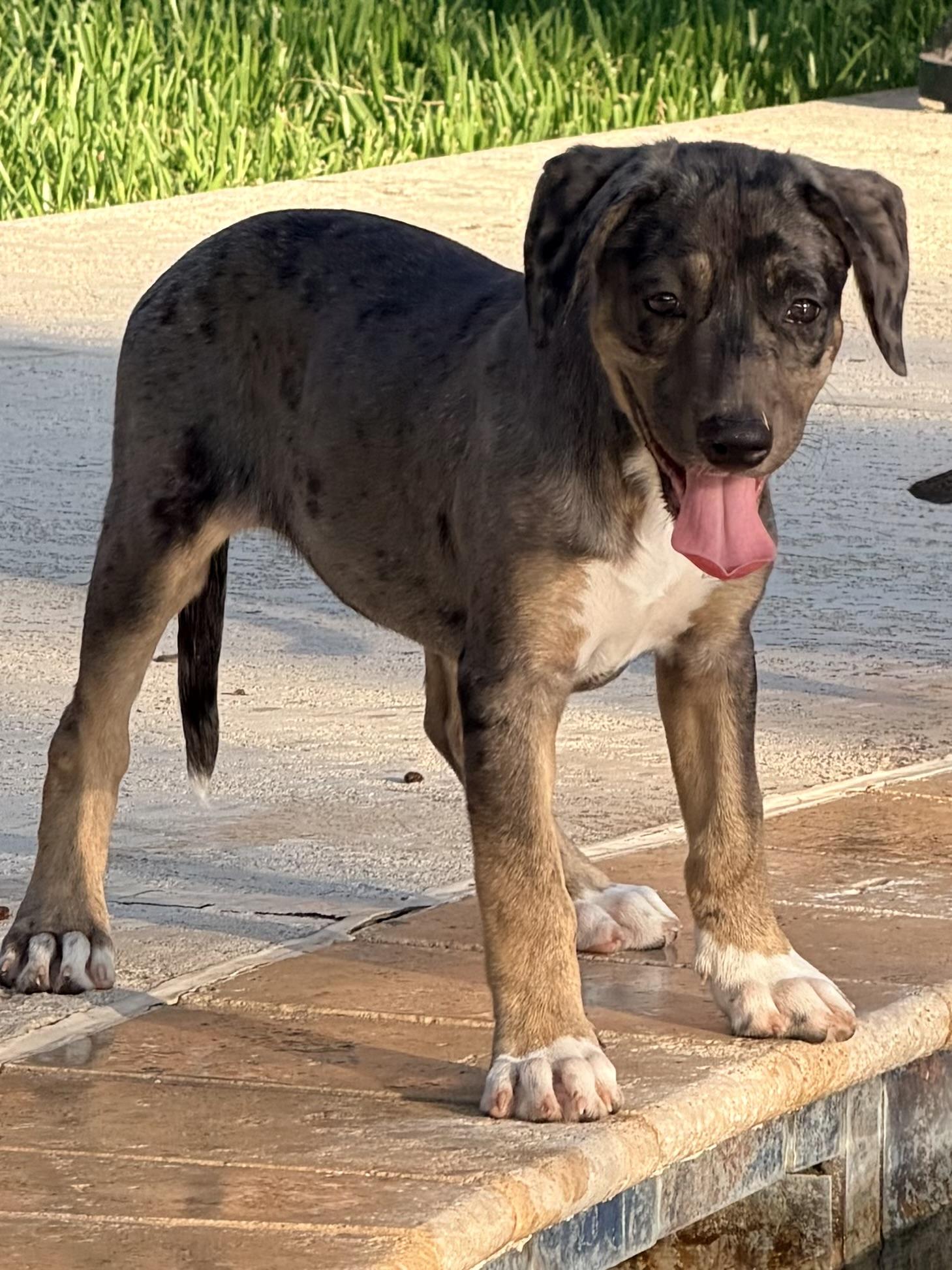 Nilly, an adoptable mixed breed in Baker, LA image 6/6