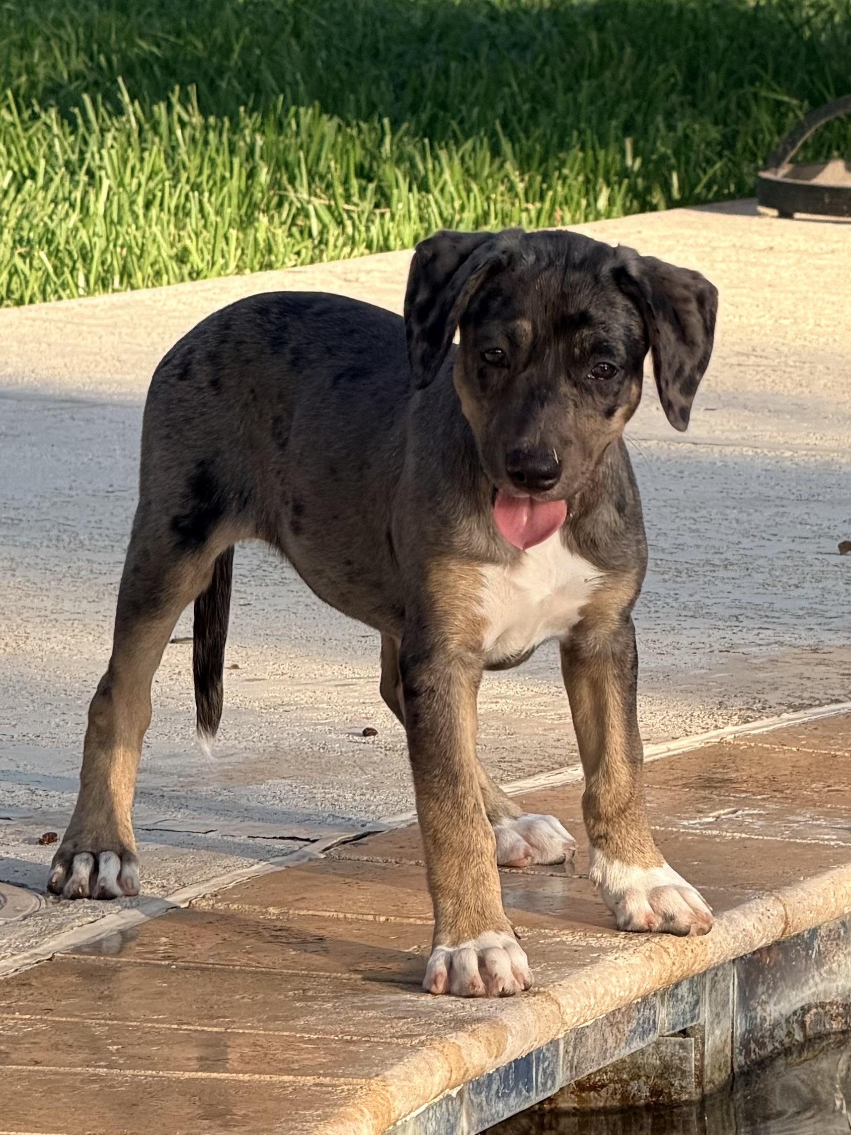 Nilly, adoptable, Puppy Female Catahoula Leopard Dog & Australian Shepherd.
