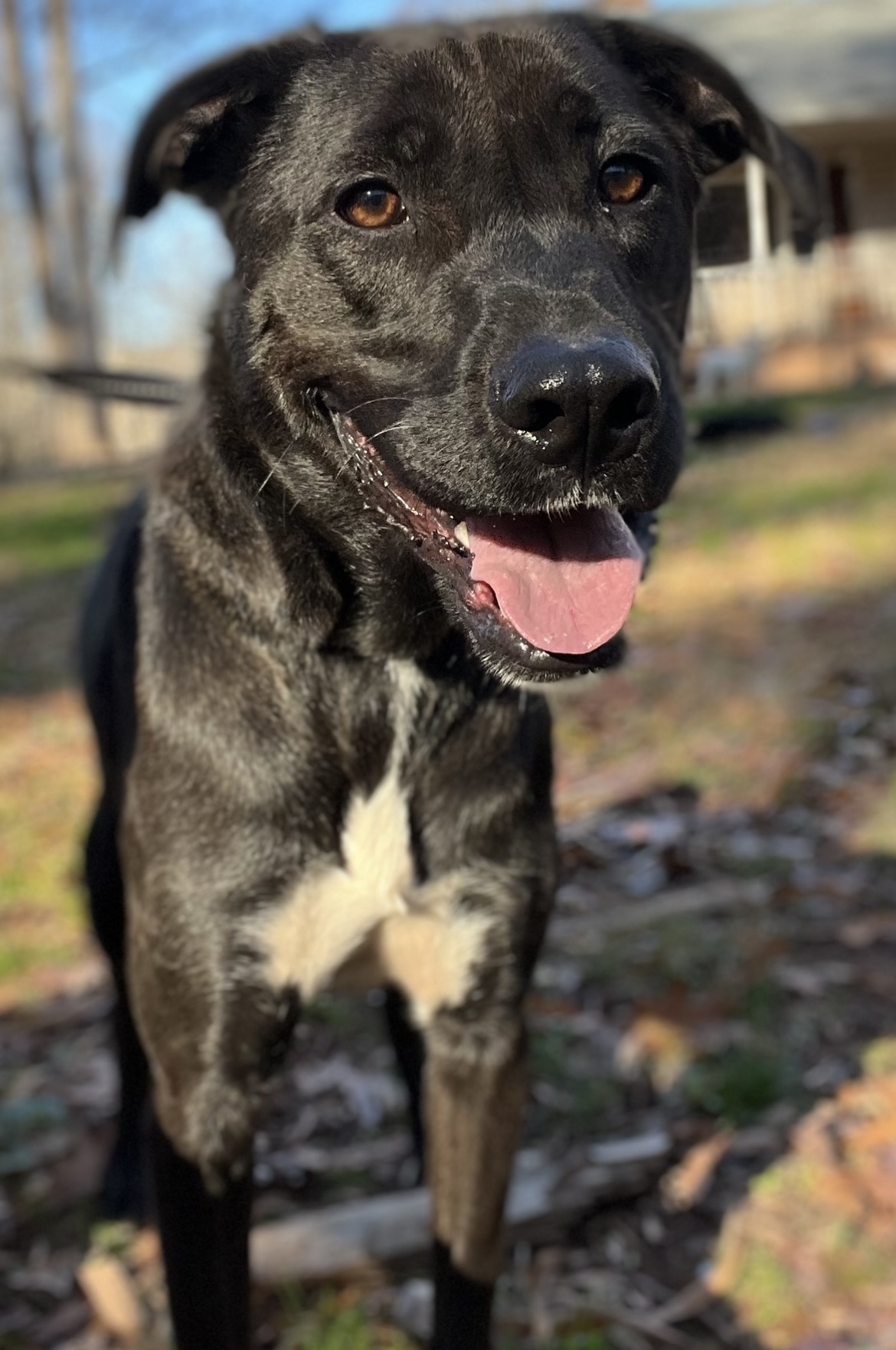 Zuma, a Adoptable mixed breed in Rock Hill, SC image 1/4