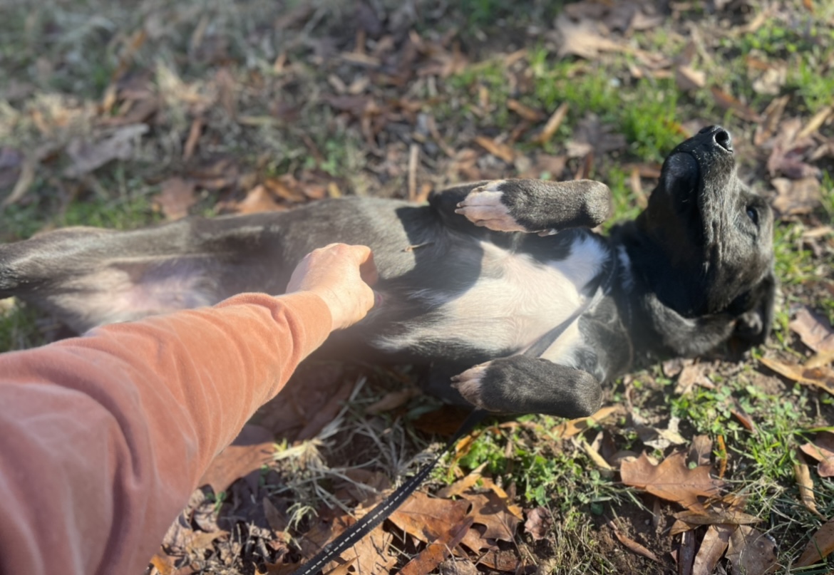 Zuma, a Adoptable mixed breed in Rock Hill, SC image 2/4