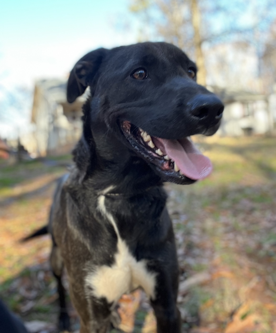 Zuma, a Adoptable mixed breed in Rock Hill, SC image 3/4