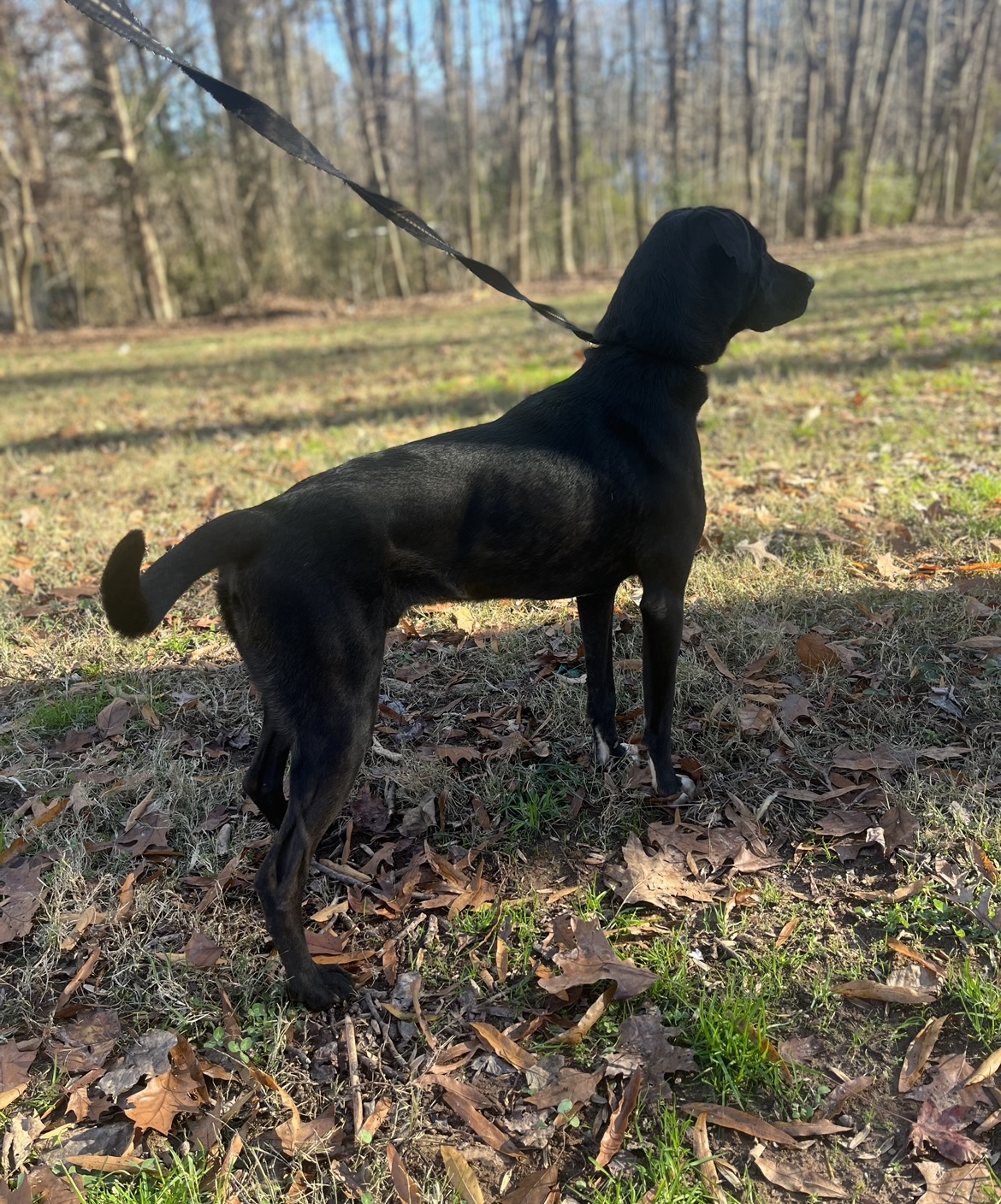 Zuma, a Adoptable mixed breed in Rock Hill, SC image 4/4