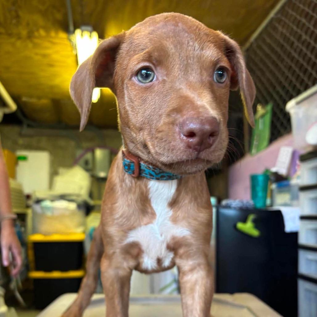 Enlarge Valarie, a Adoptable mixed breed in Griswold, CT image 1/2