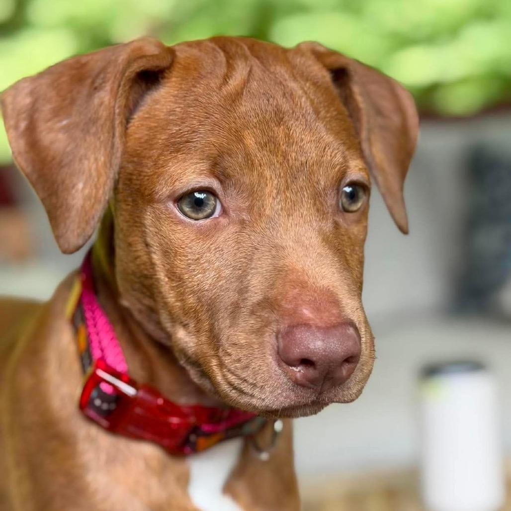 Enlarge Valarie, a Adoptable mixed breed in Griswold, CT image 2/2