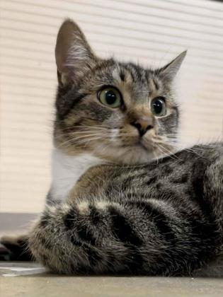 Brianna(Foster Needed) — thumbnail 2