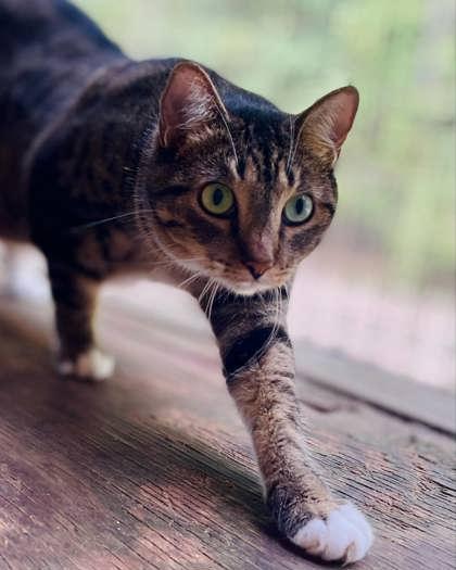 Brianna(Foster Needed) — thumbnail 3