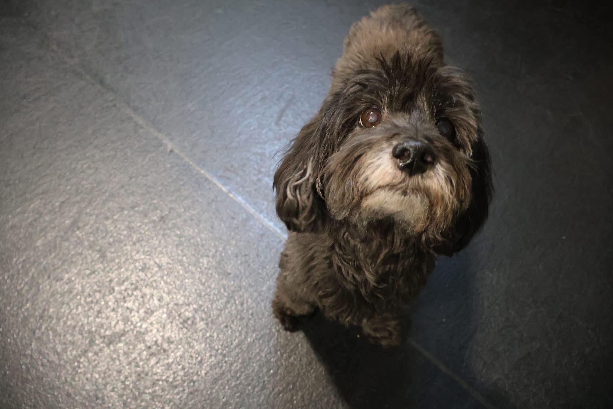 Noodle, ADOPTABLE, Senior Male Miniature Poodle.