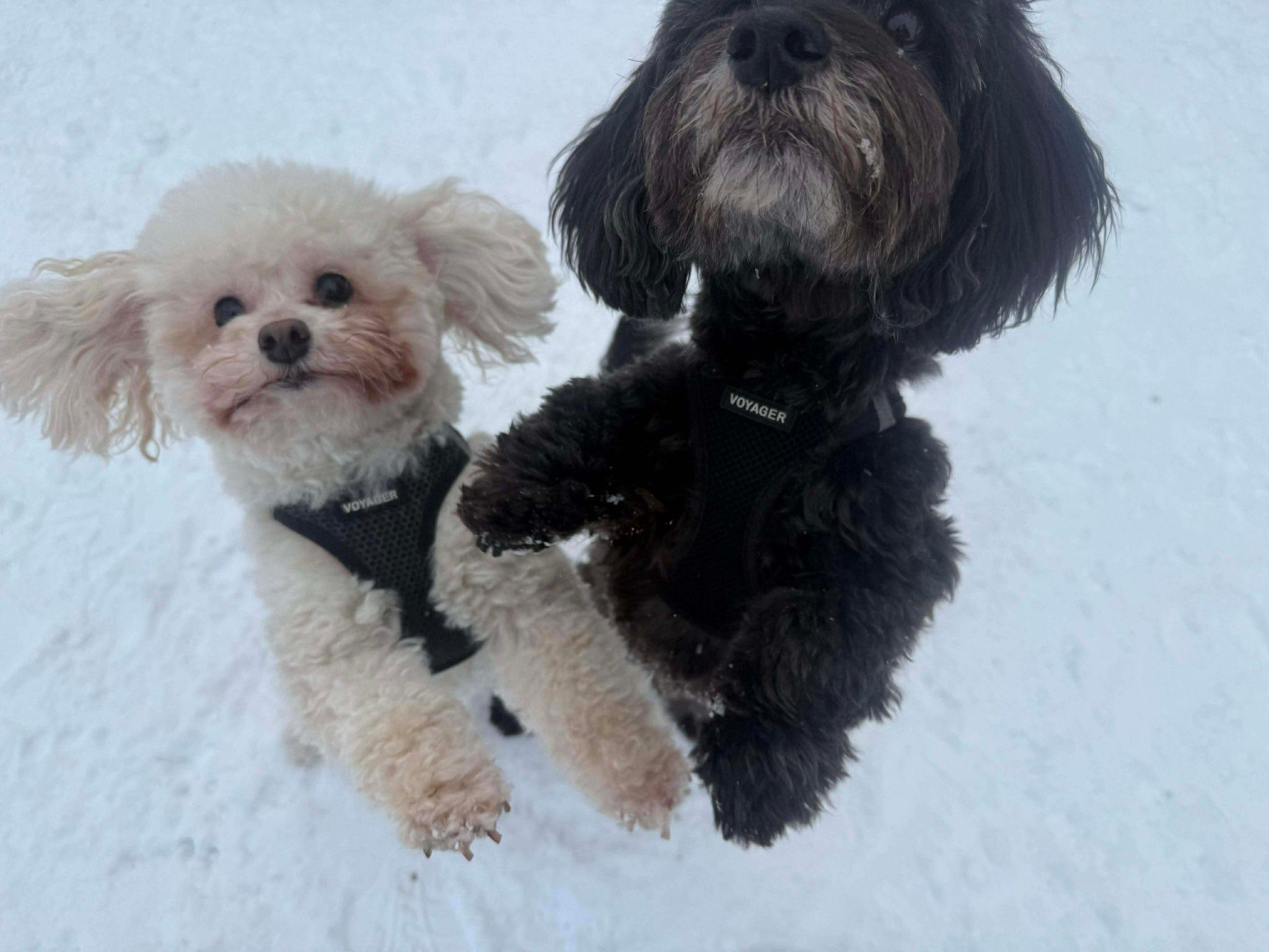 Noodle, a ADOPTABLE Miniature Poodle image 3/4