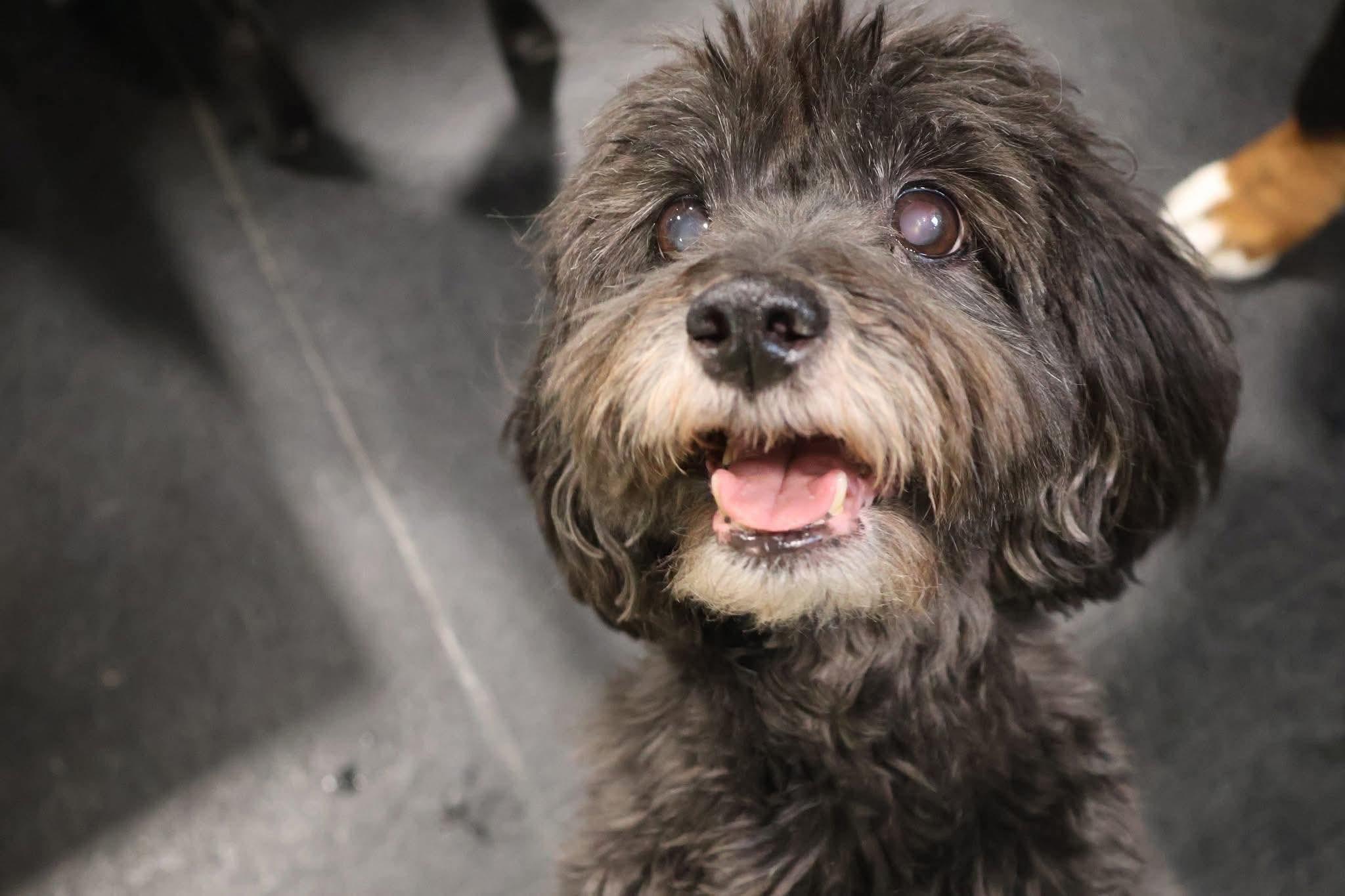 Noodle, a ADOPTABLE Miniature Poodle image 4/4