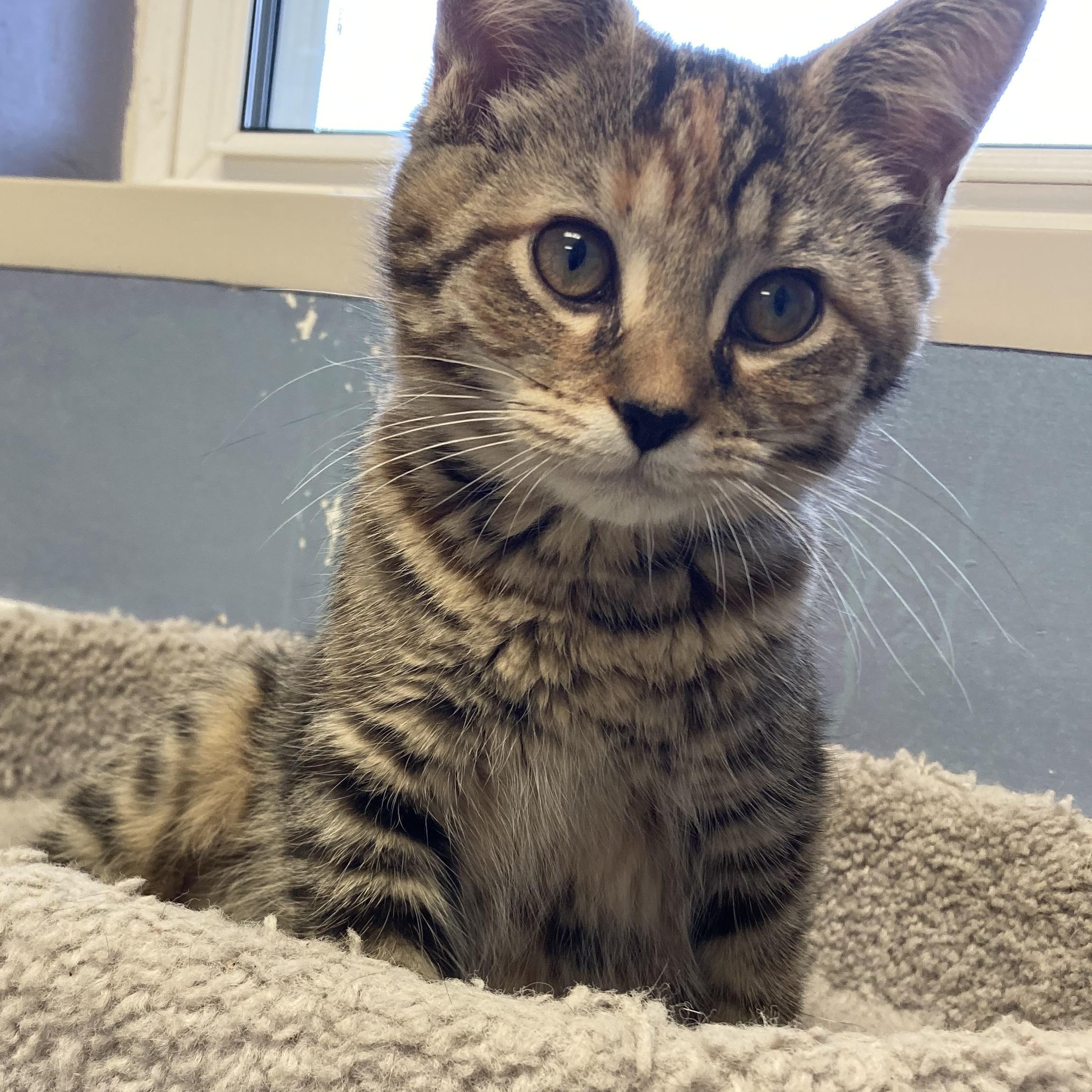 Enlarge MISTY, a Adoptable mixed breed in Wilmington, OH image 1/1