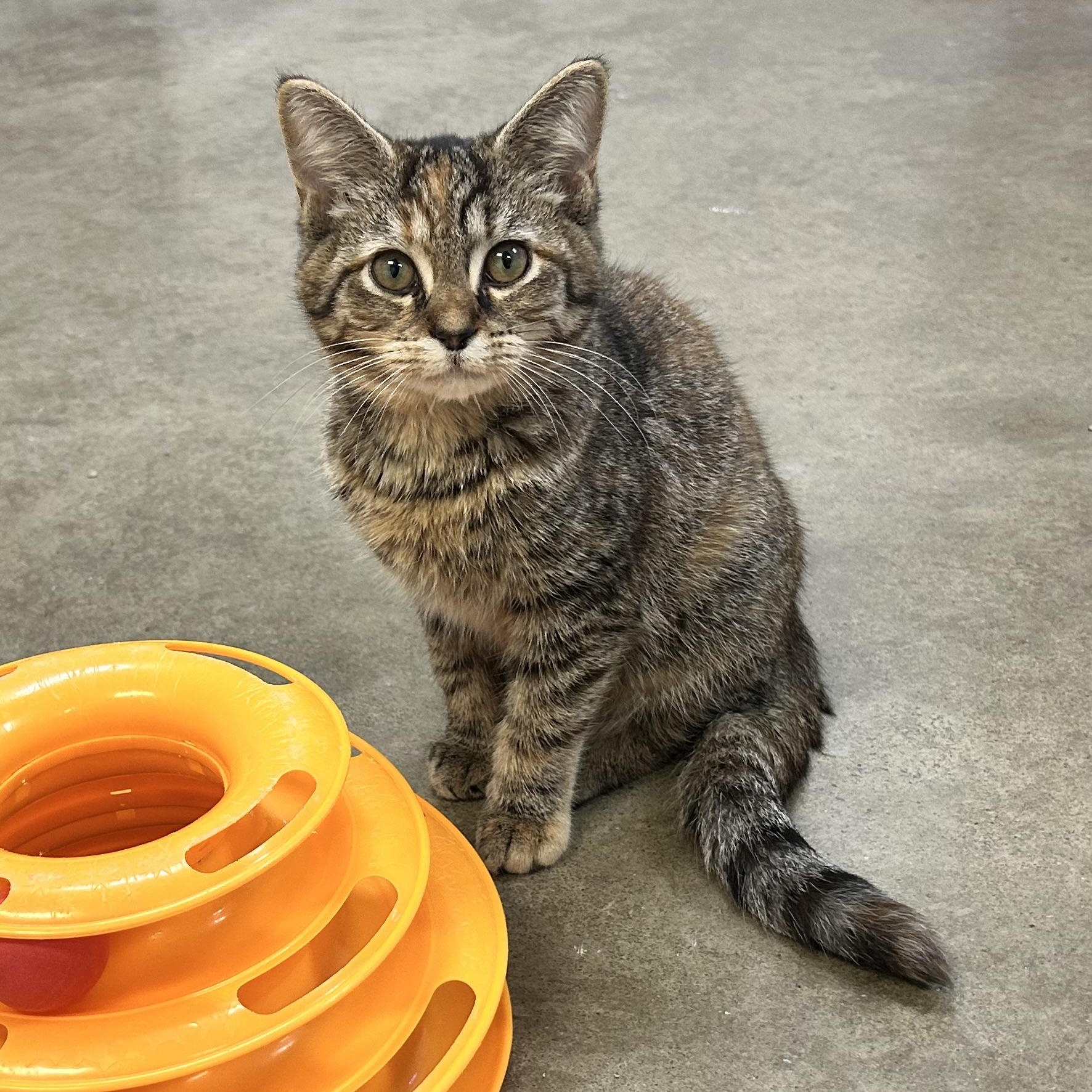 Enlarge MISTY, a Adoptable mixed breed in Wilmington, OH image 2/2