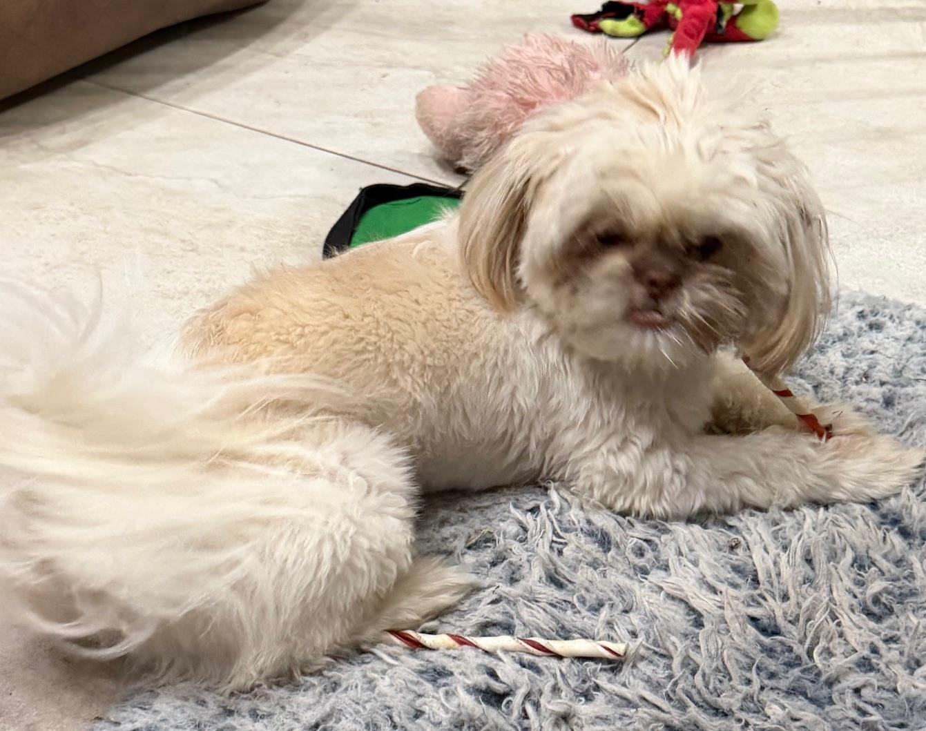 Enlarge Bruno, an adopted mixed breed in Orlando, FL image 2/4