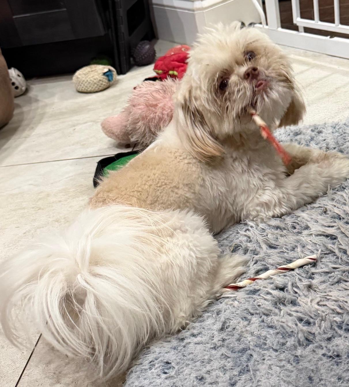 Enlarge Bruno, an adopted mixed breed in Orlando, FL image 4/4