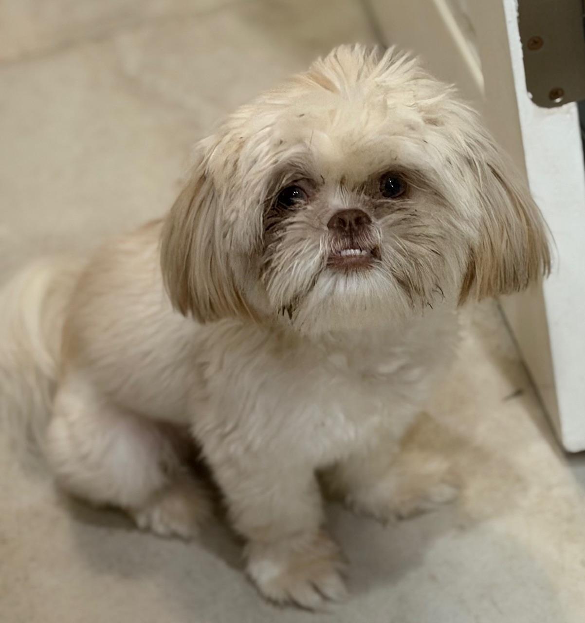 Bruno, adopted, Adult Male Shih Tzu.