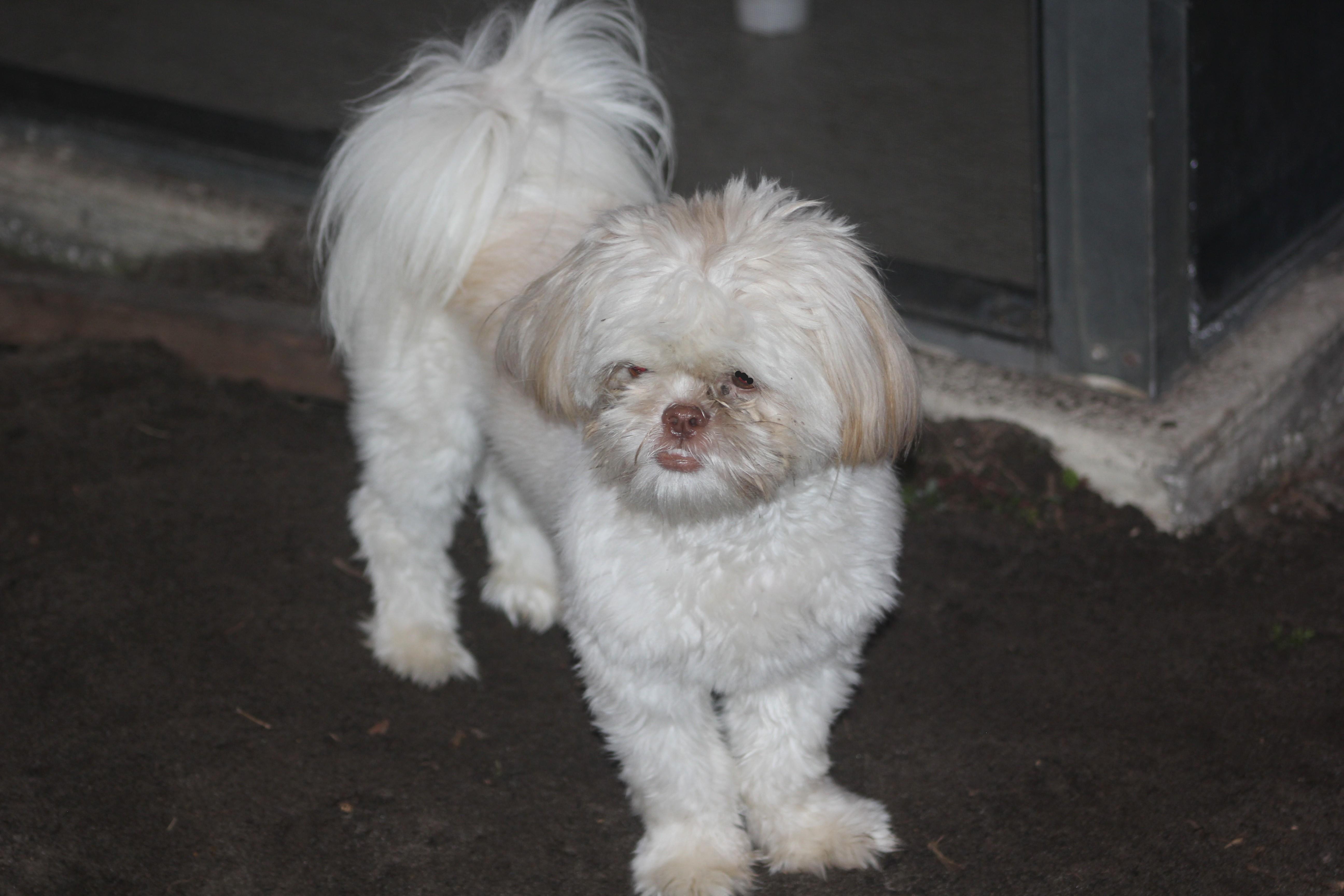 Enlarge Bruno, an adopted mixed breed in Orlando, FL image 3/4