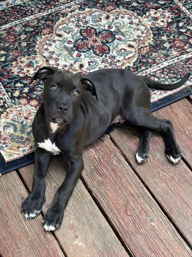 Buckey ⛟, Adoptable, Young Male Mixed Breed.