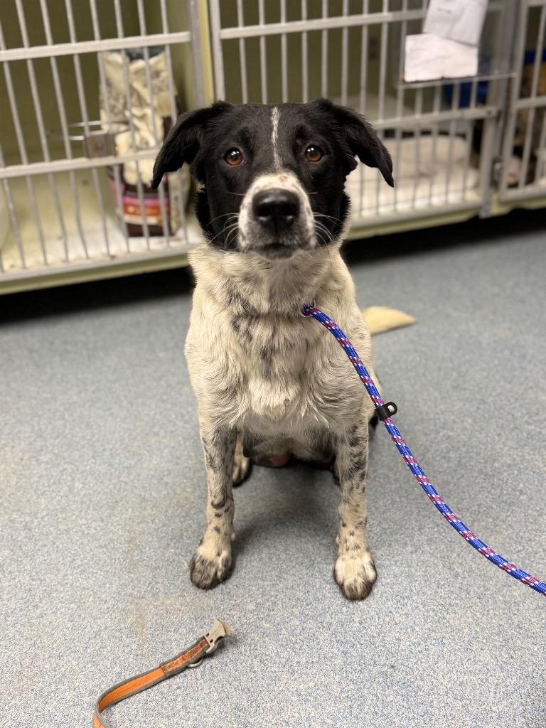 Lee, Adoptable, Young Female Mixed Breed.