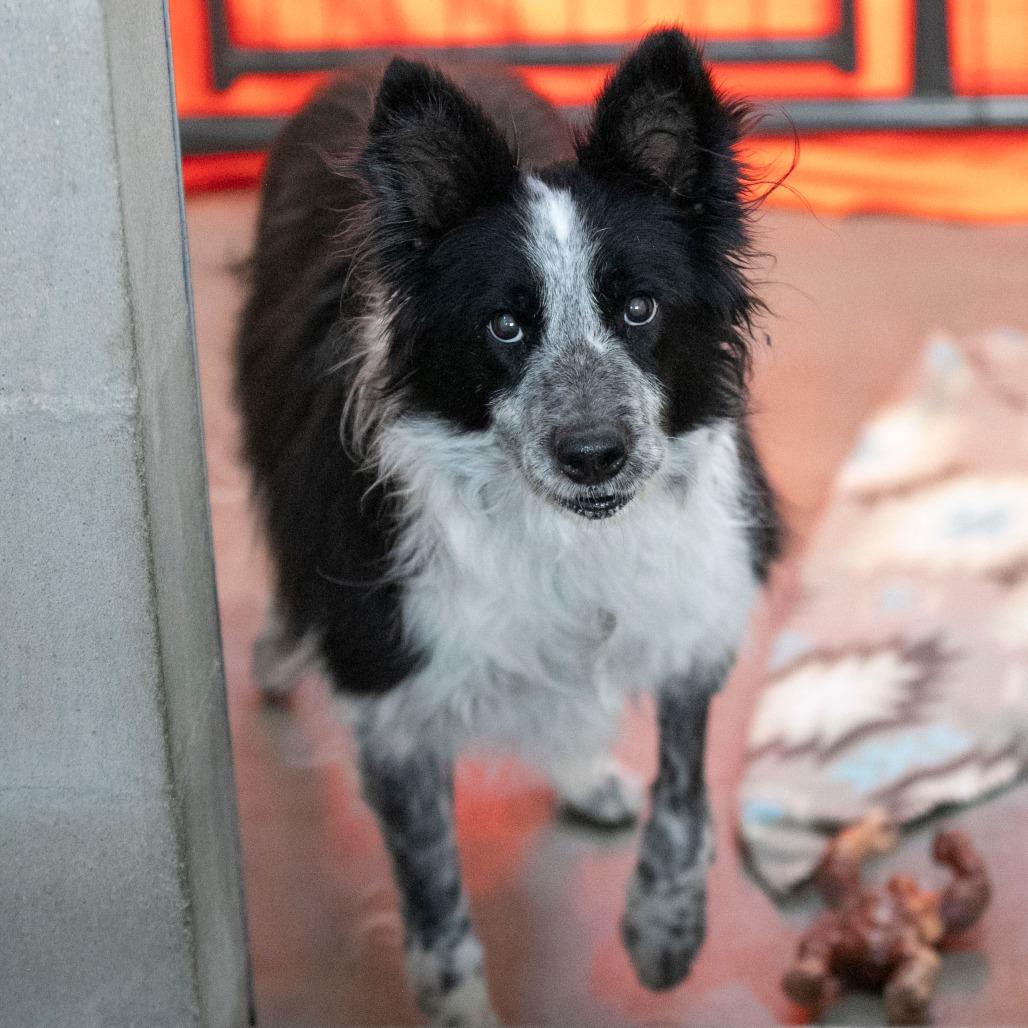 Addie (N25-05), a Adoptable Border Collie in Bendena, KS image 2/6