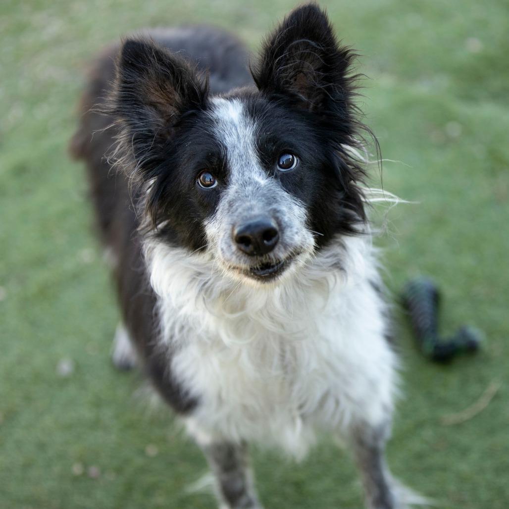 Addie (N25-05), a Adoptable Border Collie in Bendena, KS image 3/6