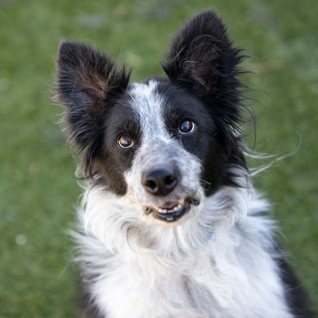 Addie (N25-05), a Adoptable Border Collie in Bendena, KS image 6/6