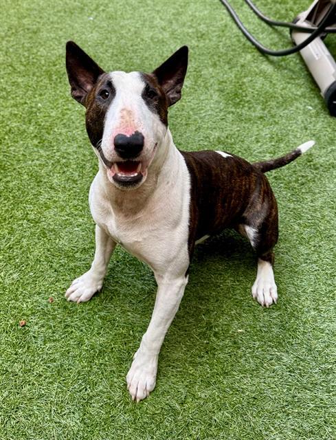 Ringo, adopted, Young Male Pit Bull Terrier.