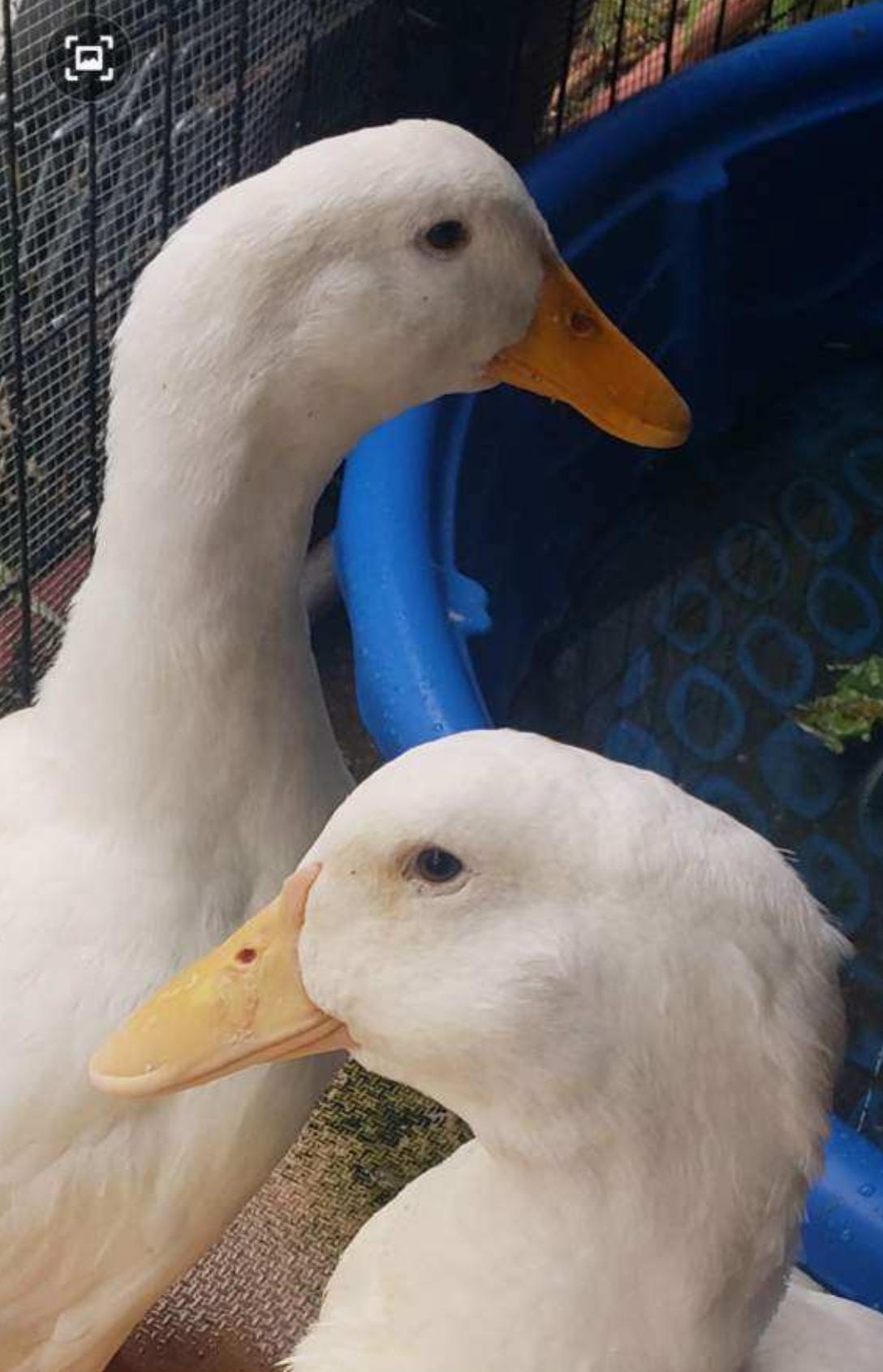 Tater and Tot, Adopted, Adult Male Duck.