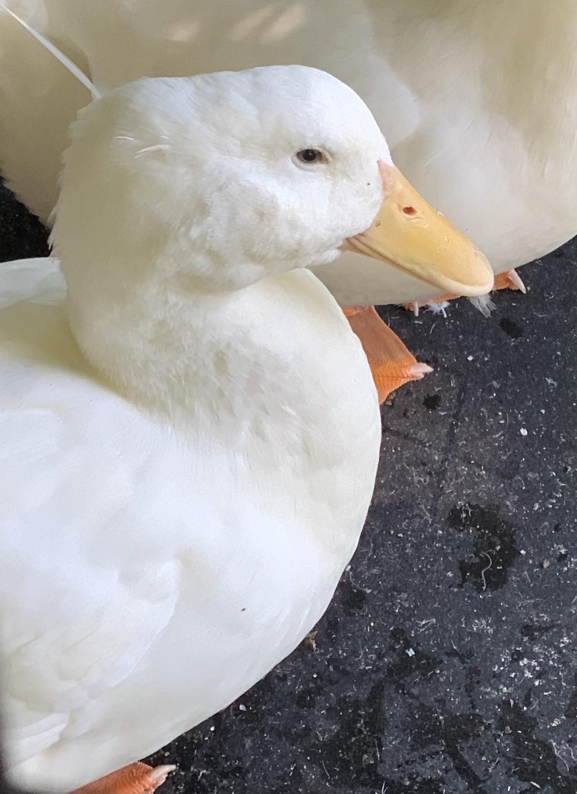 Enlarge Tater and Tot, a Adopted Duck in New York, NY image 2/3