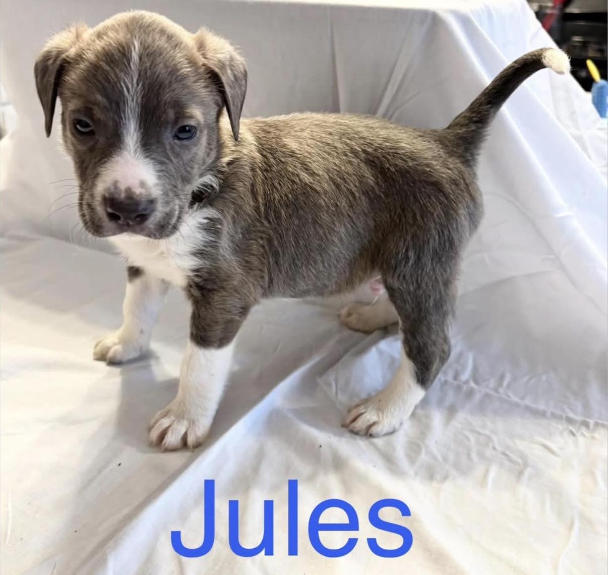 Jules , Adoptable, Puppy Male Pit Bull Terrier & Terrier.