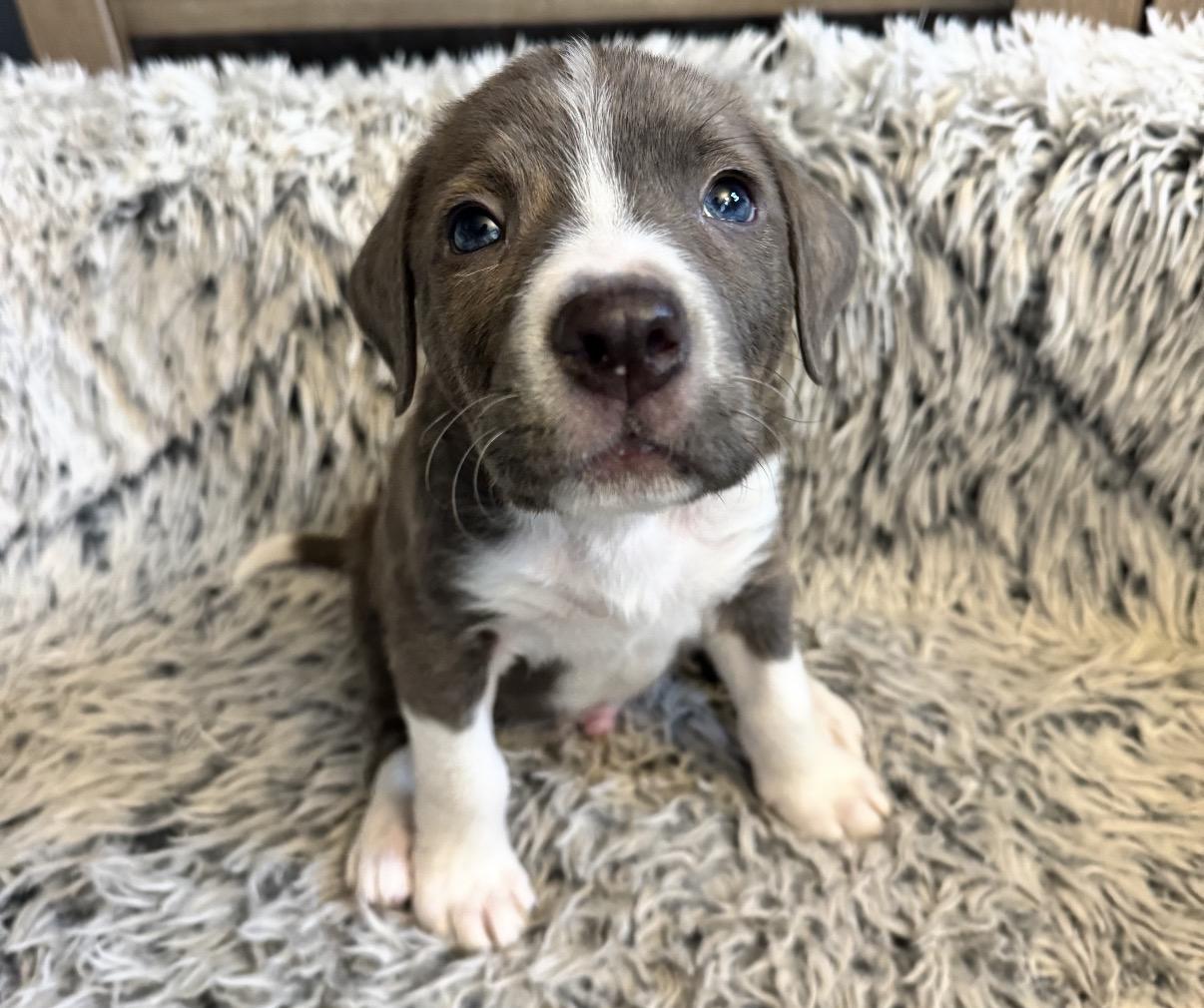 Jules , Adoptable, Puppy Male Staffordshire Bull Terrier & Pit Bull Terrier.