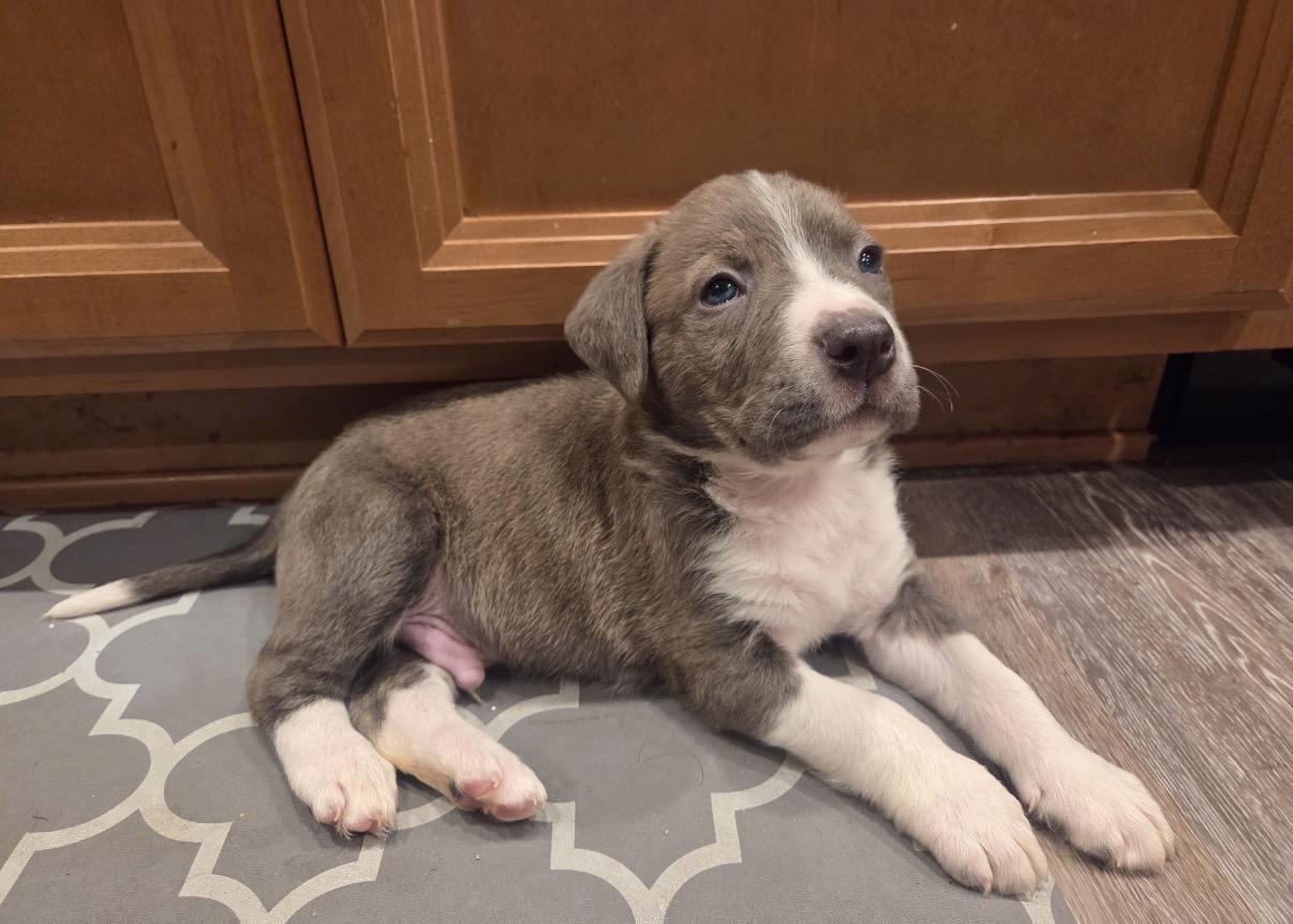 Jules , Adoptable, Puppy Male Border Collie & Terrier.