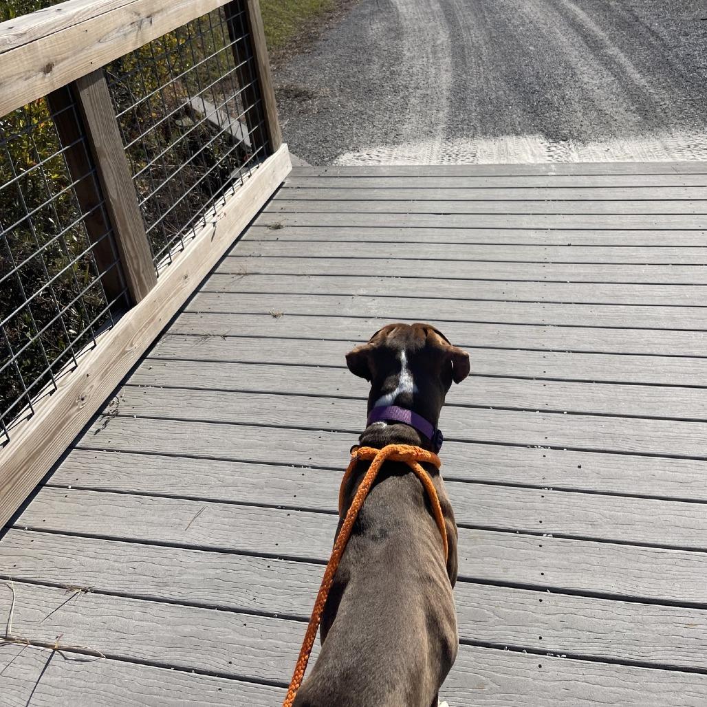 HM24 Grizz, Adoptable, Adult Male Mixed Breed & Mixed Breed.