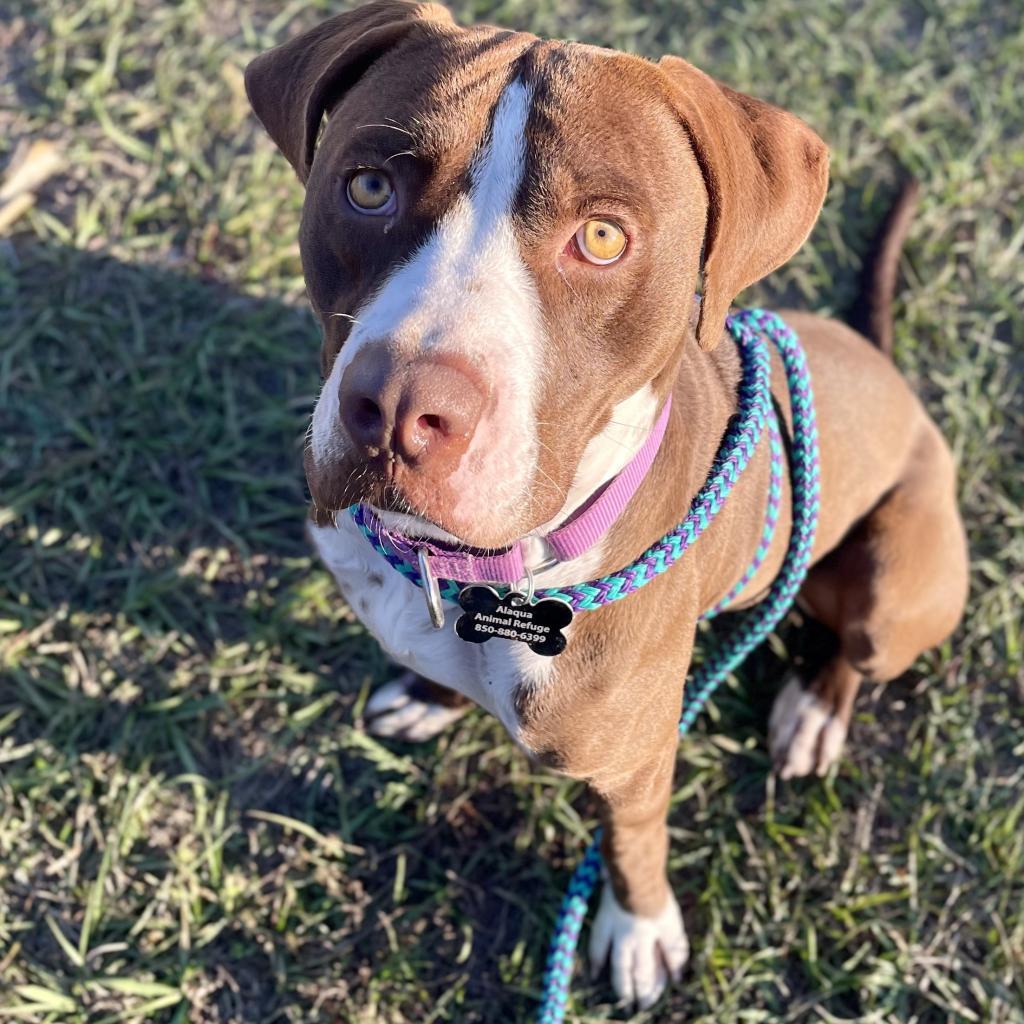 Enlarge HM24 Grizz, a Adoptable mixed breed in Freeport, FL image 2/6