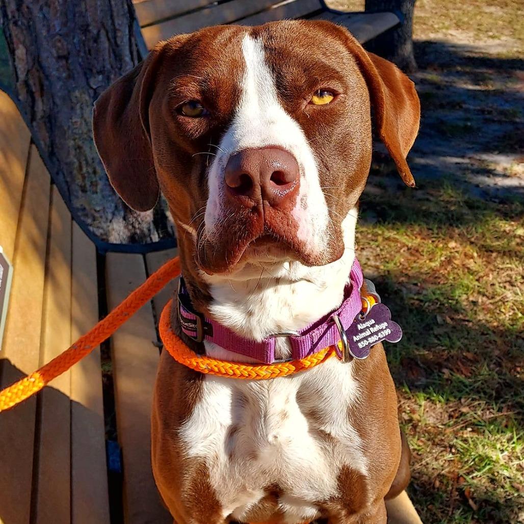 Enlarge HM24 Grizz, a Adoptable mixed breed in Freeport, FL image 5/6