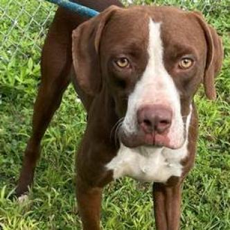 Enlarge HM24 Grizz, a Adoptable mixed breed in Freeport, FL image 6/6